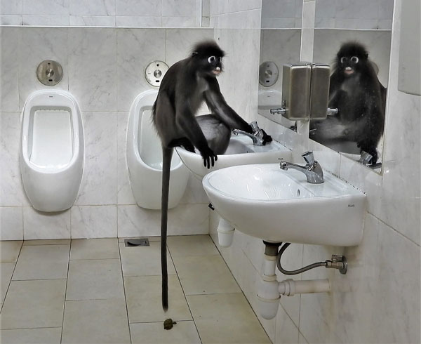 眼镜叶猴蹲在男厕所的洗手盆上拉屎，但大便过后掉落地上。（受访者提供）