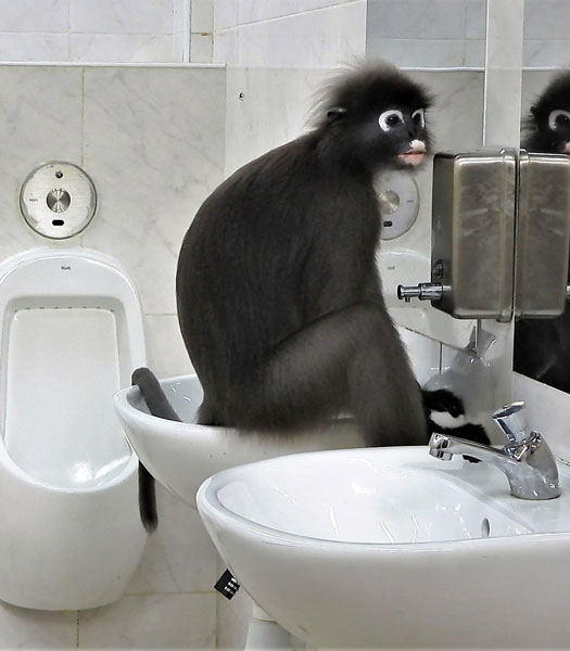 眼镜叶猴爬上洗手盆准备如厕。（受访者提供）