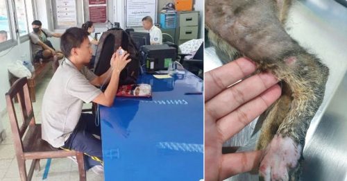 不知泰国不允许 中国男虐猫被捕