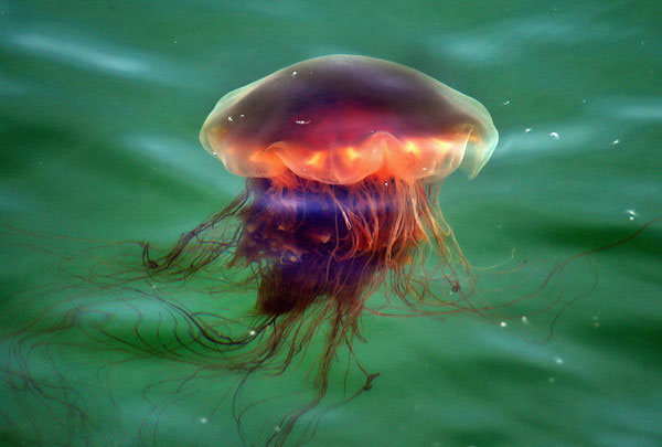 科学家指出，食用水母有助减缓渔业枯竭。图为“狮鬃水母”（The Lion`s Mane jellyfish）。