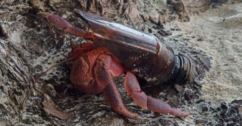 甲米岛寄居蟹数量暴增 泰当局吁公众捐贝壳供栖身