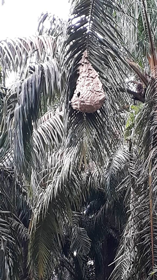 榕吉淡小路旁的油棕树上被发现一颗虎头蜂巢，稍后被当地志愿消防队消灭。