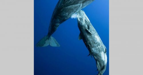 俄摄影师拍摄罕见场面 母抹香鲸喷乳汁哺育宝宝