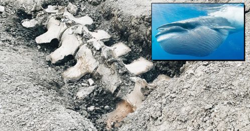 地下6公尺惊现鲸鱼骨骸 专家推测：曼谷曾经是海洋