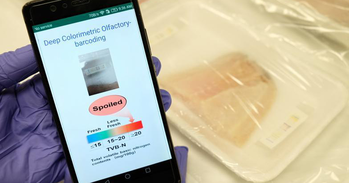 新加坡南洋理工大学科学家发明的电子鼻子能在包装内检测肉类所发出的气体，并由人工智能判断新鲜程度。检测结果也能发到手机上。让消费者一目了然知道肉类是否新鲜，减少食物浪费。（联合早报、南洋理工大学）
