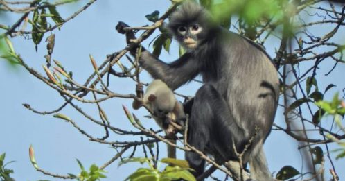 缅甸发现新物种 波巴叶猴 仅剩250只 濒临绝种