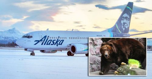 阿拉斯加航空班机 降落时撞飞棕熊