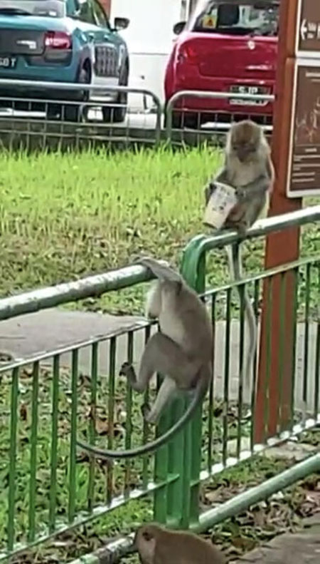 猴子抢走珍珠奶茶，爬上栏杆上大快朵颐。（取自Stomp）