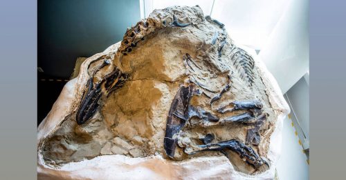 记录史上最激烈生死斗  全球唯一霸王龙完美化石曝光