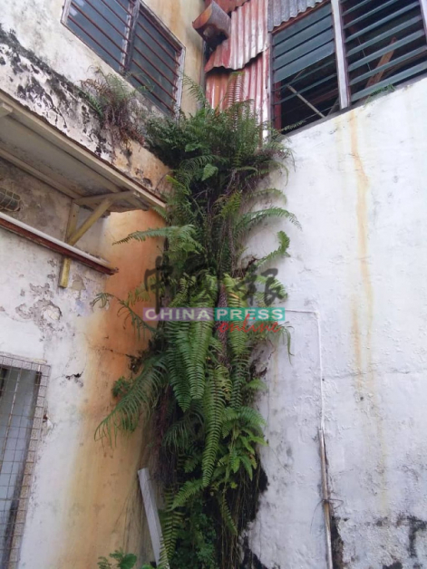 野草树木沿着墙角往上生长，树根会影响老店结构而倒塌。