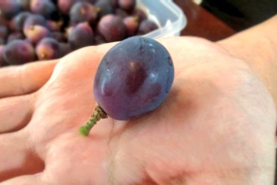 让葡萄保存更久的秘诀，就在剪切时留下一截梗。