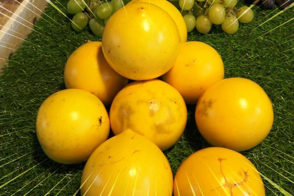黄金果的口感类似柿子跟酪梨之间，非常特别。