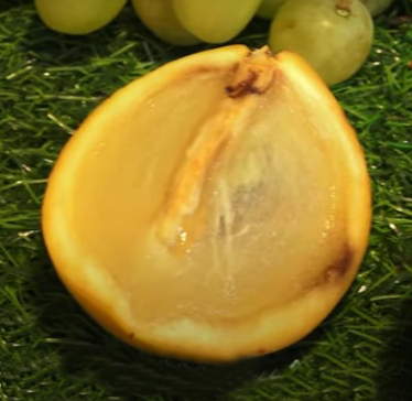 切开后的黄金果果肉是呈半透明状，看起来甚至有点黏黏的。