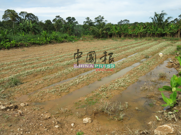 雨水退潮后，田园留下一片狼藉。