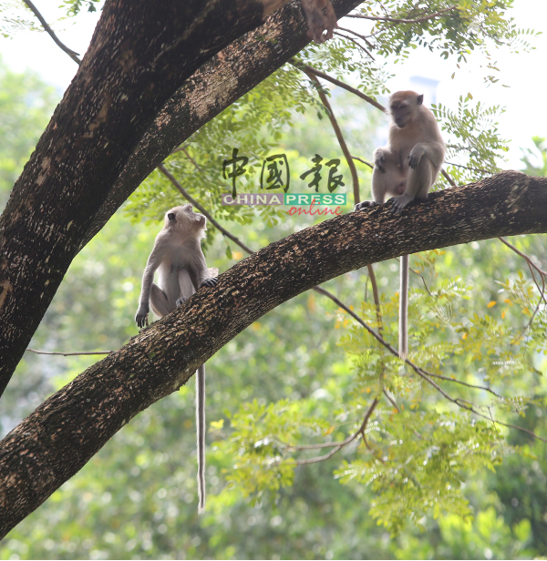 公园附近的树林也有不少野猴。