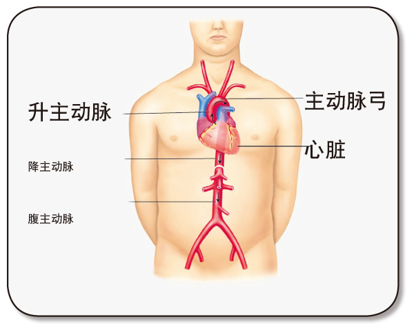 认识主动脉 你知道吗？人体最粗大的血管是主动脉！它的形状犹如一根拐杖，经胸部和腹部直到骨盆腔，为人体各个部分提供氧气，也是连接心脏的最主要血管。主动脉像是身体血管网络中最直、最粗、最长的高速公路，带着血液离开心脏的大血管，将血液分配送往全身。心脏输送出来的血液，会先进入胸主动脉再到腹主动脉，然后再把血液输送到腹部的器官和下肢。