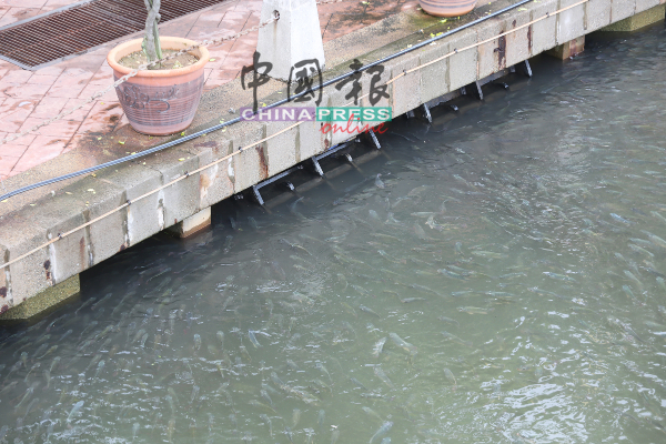 大量的鱼群集聚在河面，让人惊喜。