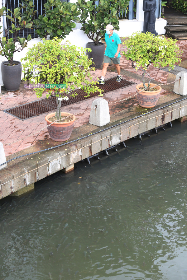 甲河不时有鱼群浮出水面，并且不害怕人类，人类趋近时它们也不会“逃离”。