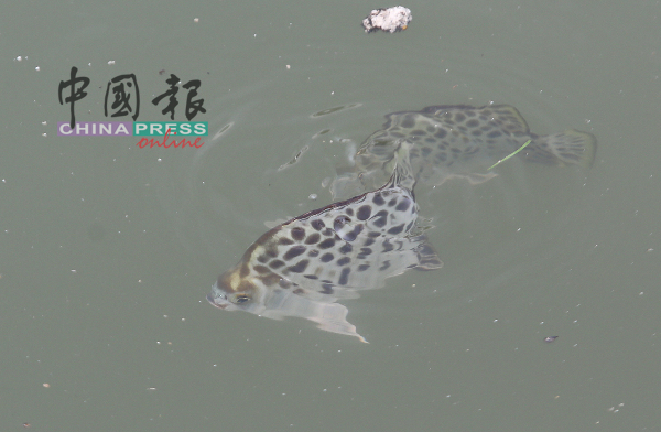 甲河拥有许多品种不一的鱼群，等待大家发觉。