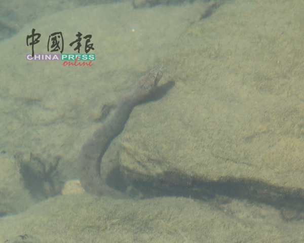 甲河当中也有水蛇，因此劝请民众尽量勿下水。