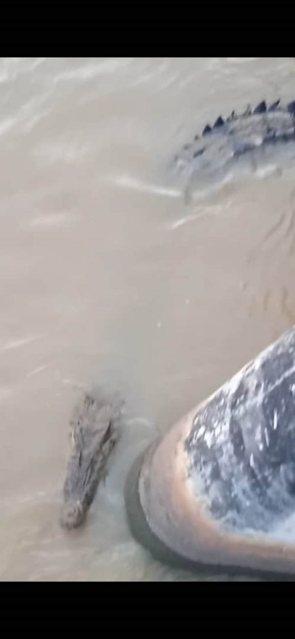 市民拍到一只8尺长的鳄鱼，在吉里望水闸口出没。 　