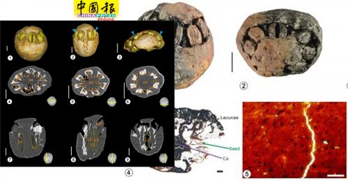 中国出土南酸枣化石  可追溯至1500万年前