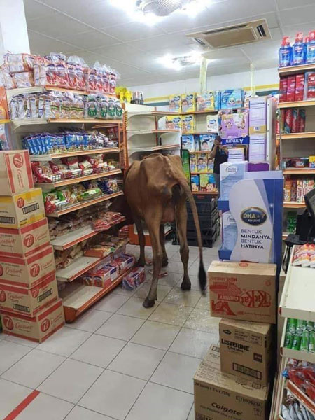 牛只闯进连锁超市内觅食。