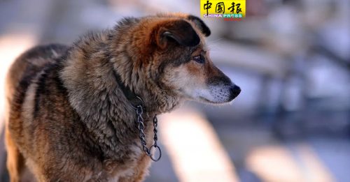 哈尔滨狗患升级  今年6万人被咬伤