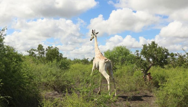 全球已知的仅存白色长颈鹿的身影。