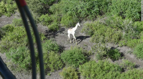 当局从上空追踪白色长颈鹿。