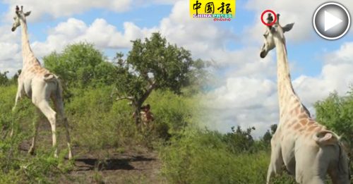 世界仅存白色长颈鹿 戴追踪设备防遭猎杀