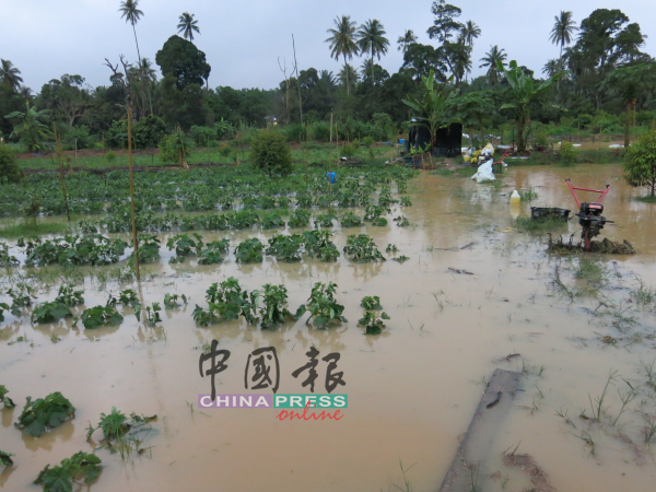 阿依沙叻新村至少4片田园沦为汪洋，农作物几乎报销。