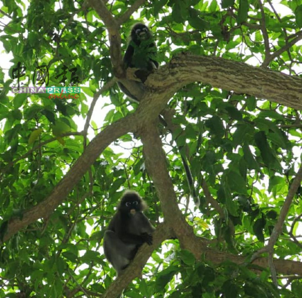 住宅区旁丛林的猴群，为居民带来干扰。