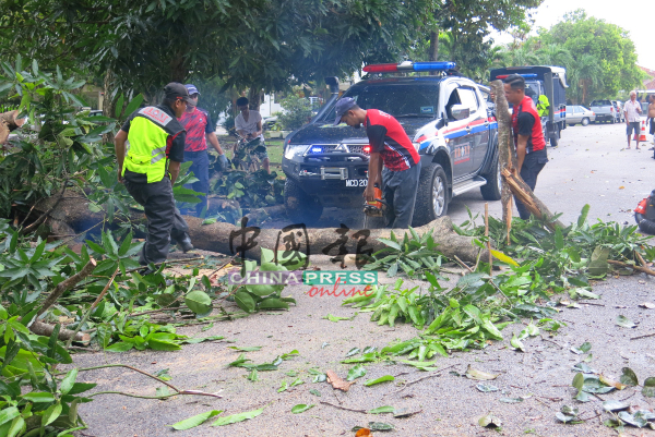 民防部与马六甲历史城市政厅的第一时间反应小组组员，赶到现场锯树及移至路边。 