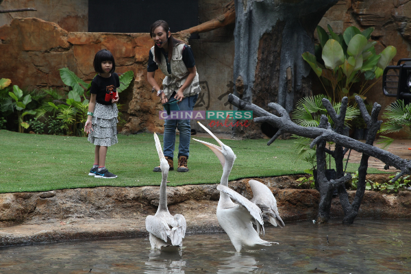 马六甲动物园推出“改良版”国际禽类演出，图为护林员陪同小朋友喂食鹈鹕鸟。
