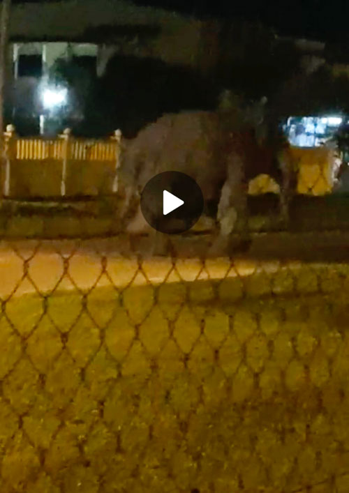 大象于周六清晨闯入居銮加亨大街。