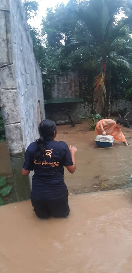 员工一手拿着宠物笼子，小心翼翼在水流中搜索小动物。