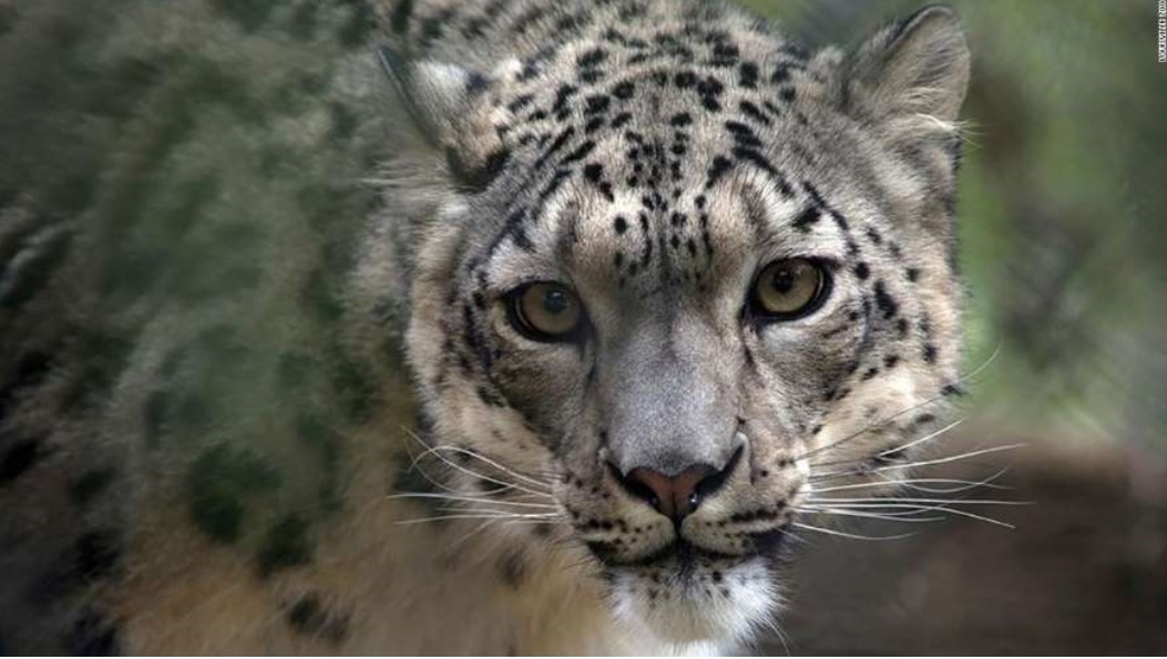 路易斯维尔动物园的雌性雪豹