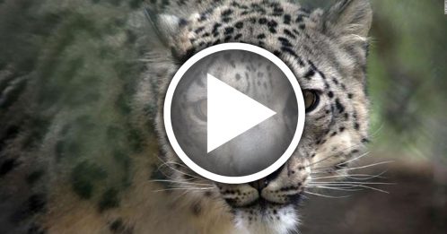 ◤全球大流行◢美国动物园3只雪豹 确诊