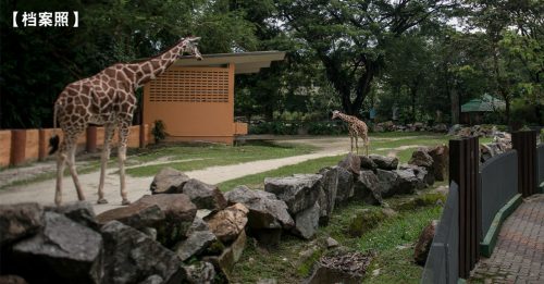 显示对国家动物园支持 UEM Edgenta领养一对长颈鹿