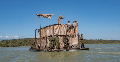 长颈鹿水灾被困 众人造方舟救援