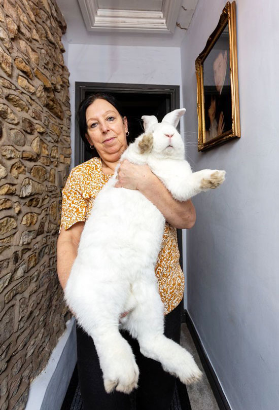 琳恩抱着9公斤的巨型宠物兔合照。