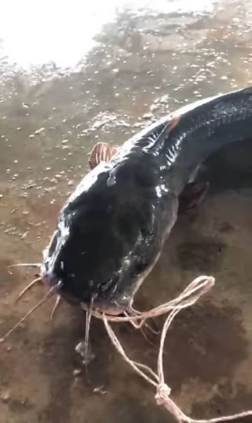 双武隆渔民一连两天，捕获罕见的巨型“土虱王”。