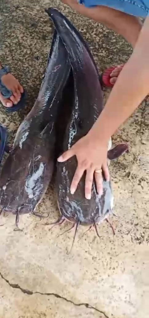 两条重约9公斤的巨型“土虱王”，单单头部就比成人手掌还大。