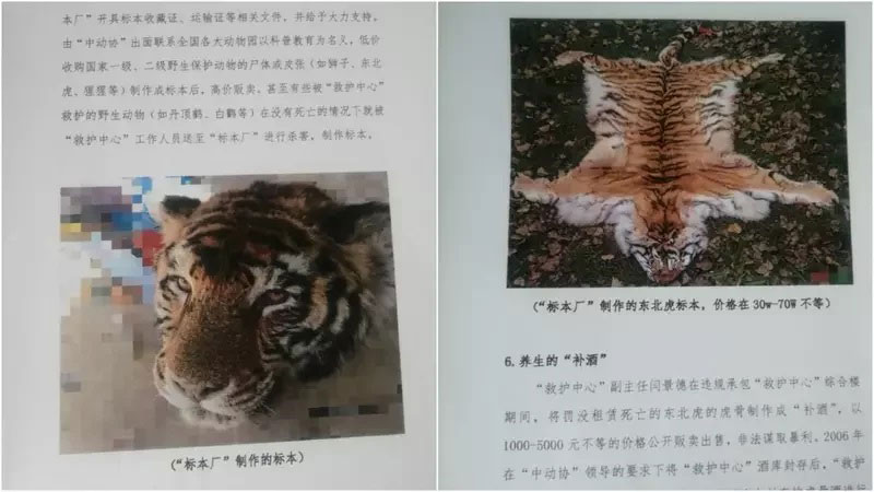 举报信的截图，里面显示出被杀害的老虎。