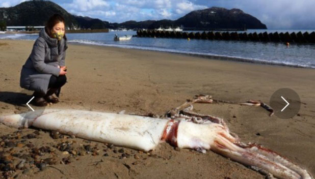 日本京都府宫津市岩鼻沙滩，被人发现一只长度约3公尺的大王乌贼。