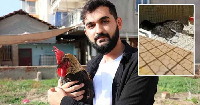 土耳其一只公鸡在啼叫15秒后竟因缺氧而向后跌倒，影片爆红后被网友笑称是“最敬业公鸡”。