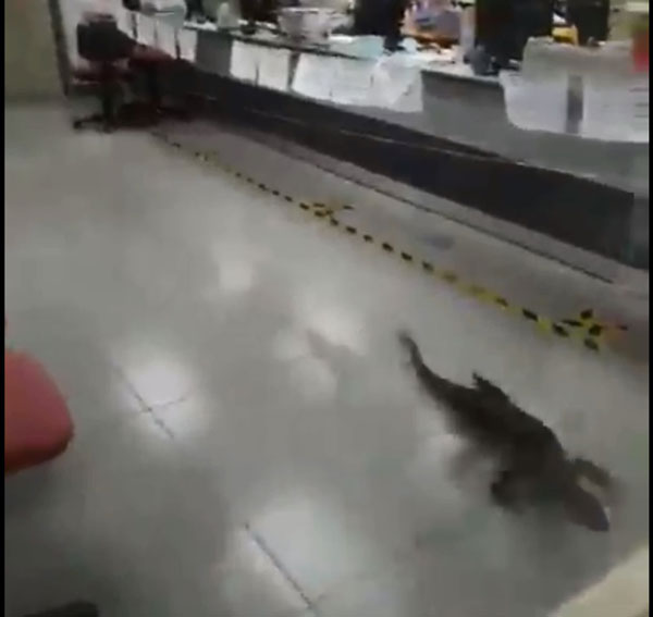 蜥蜴闯入银行办公室，吓得职员们纷纷躲避。