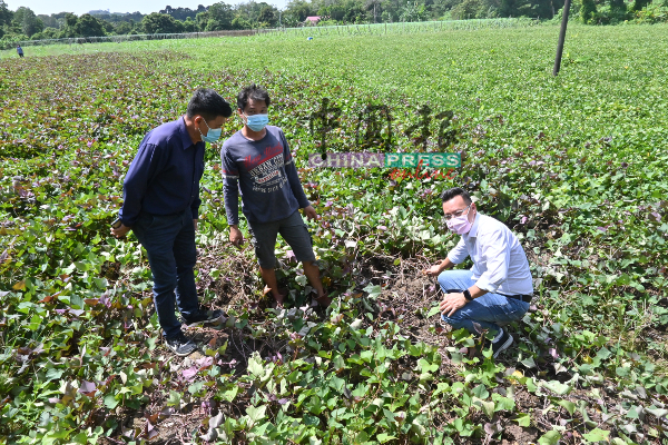 蔡求伟（右起）、林汉顺及林千宏，看着山猪所破坏农作物的痕迹。