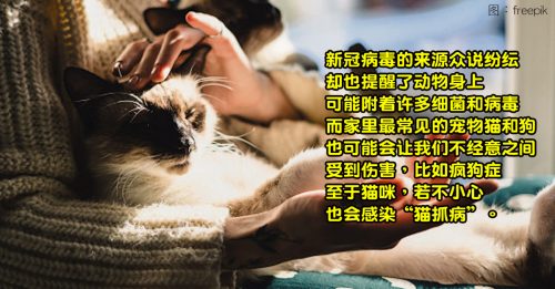 【健康百科】猫抓病细菌感染 或导致视网膜炎